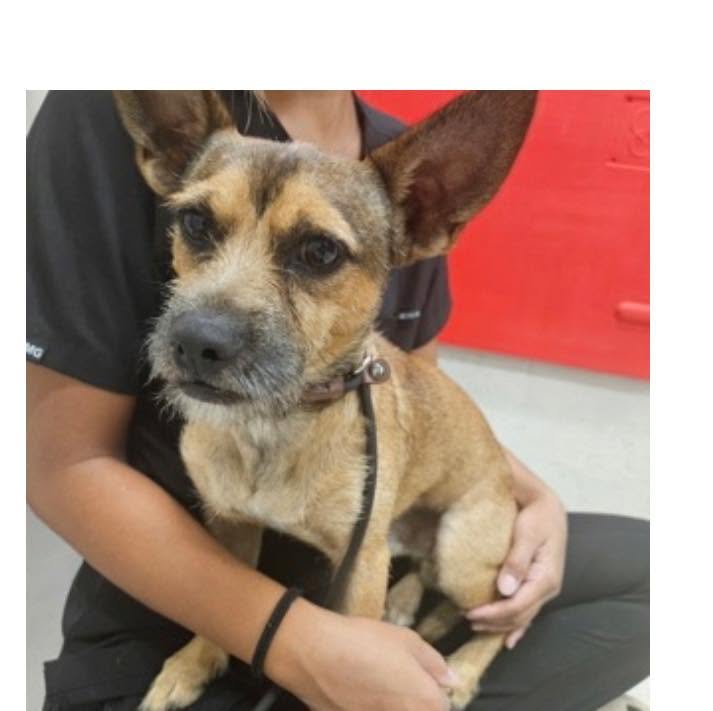 LOST PET - Hawaii | Stolen Stuff Hawaii