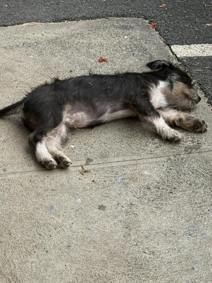 FOUND PET - Kaaha Street, Moiliili, Oahu | Stolen Stuff Hawaii