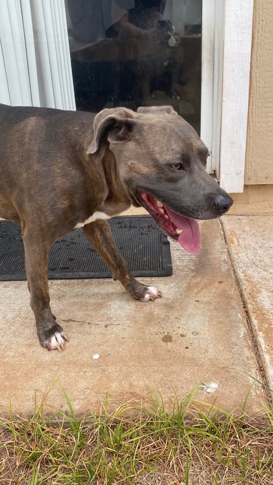 FOUND PET - Geiger Park | Stolen Stuff Hawaii