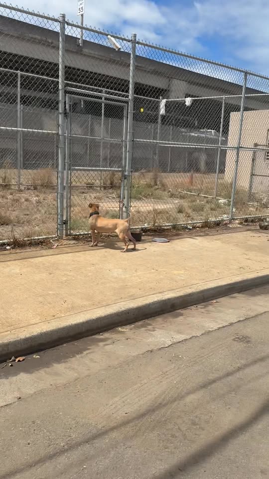 ANIMAL ABUSE - Kilihau Street, Hawaii | Stolen Stuff Hawaii