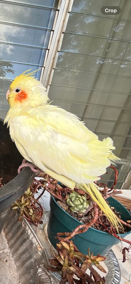 FOUND PET - Hawaii | Stolen Stuff Hawaii