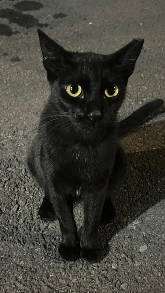 LOST PET - Farrington, Golden Coin | Stolen Stuff Hawaii