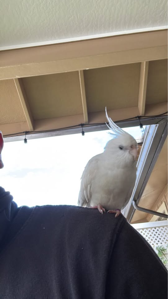 FOUND PET - Hawaii | Stolen Stuff Hawaii