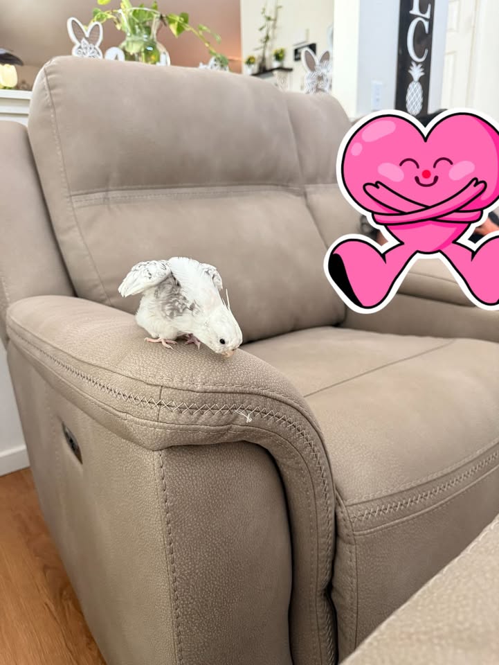 LOST PET - AMR area, Honolulu | Stolen Stuff Hawaii