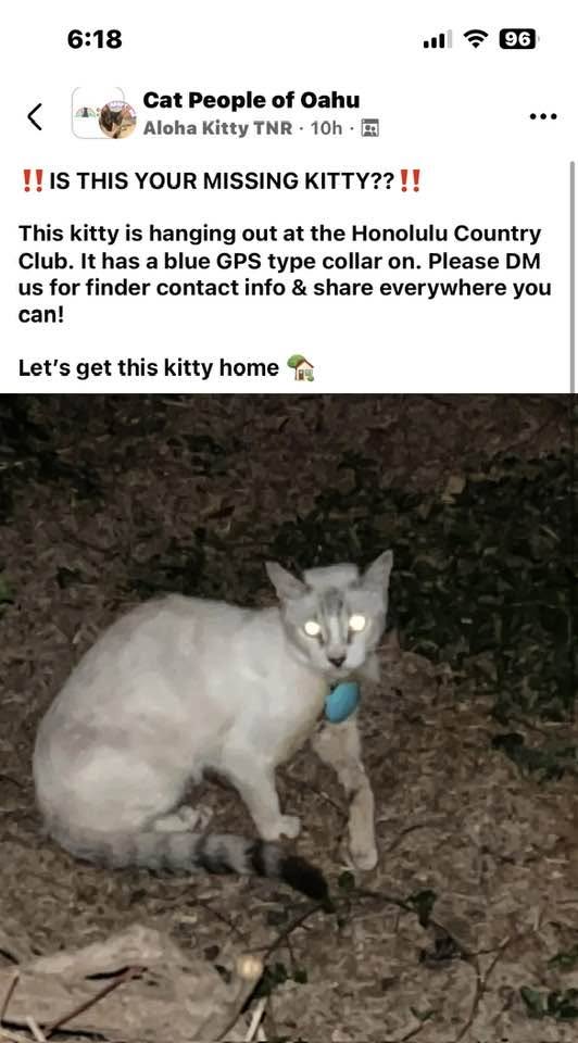 FOUND PET - Aloha Kitty TNR, Hawaii | Stolen Stuff Hawaii