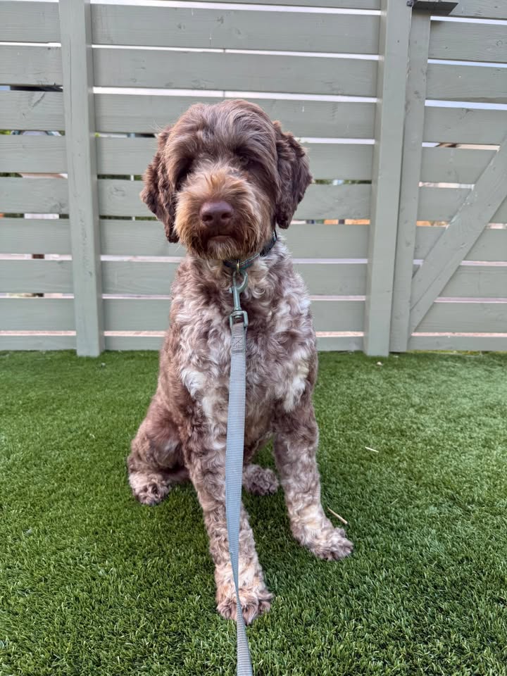 LOST PET - Kapolei, Oahu | Stolen Stuff Hawaii