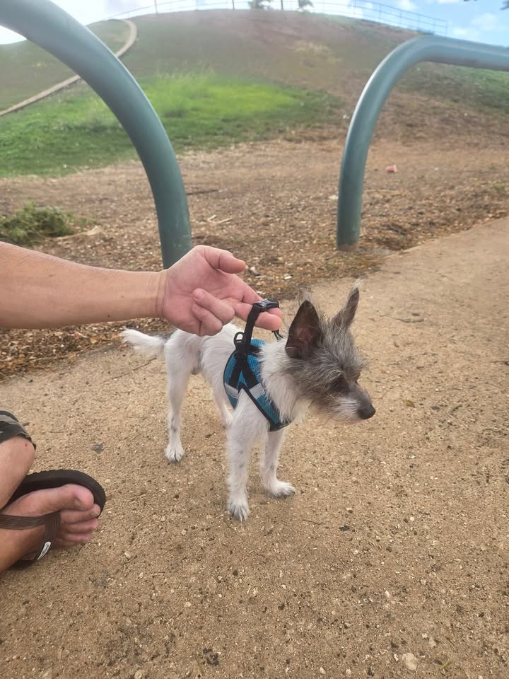 FOUND PET - Kakaako Waterfront, Honolulu, Oahu | Stolen Stuff Hawaii