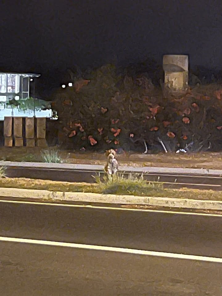 ANIMAL SIGHTING - Walmart Kapolei, Kapolei, Oahu | Stolen Stuff Hawaii