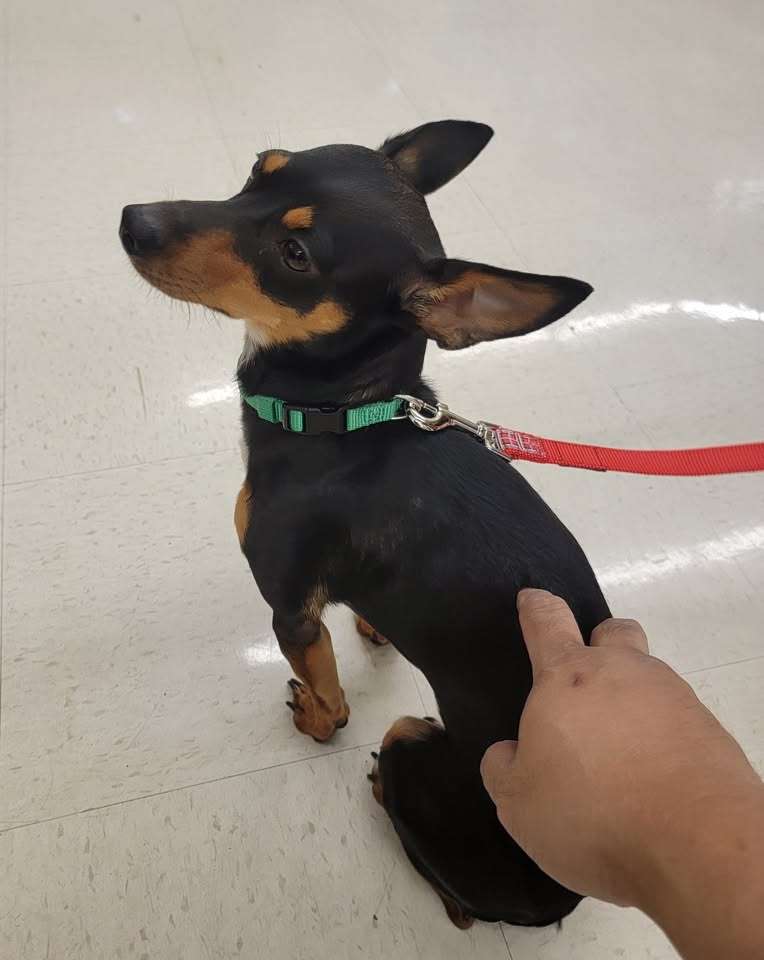 FOUND PET - Safeway Mililani, Mililani, Oahu | Stolen Stuff Hawaii