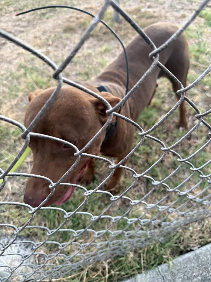 FOUND PET - Moanalua Middle School, Jarrett White Road, Honolulu | Stolen Stuff Hawaii