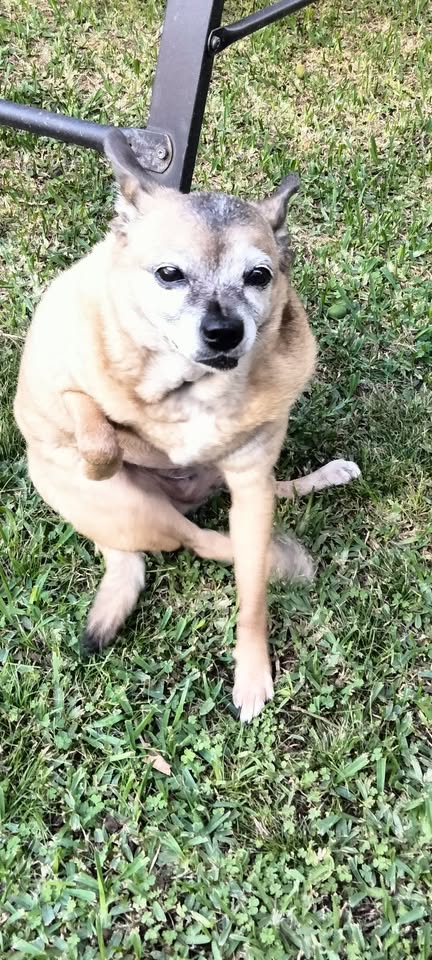 LOST PET - Waialua Kukea Circle area | Stolen Stuff Hawaii