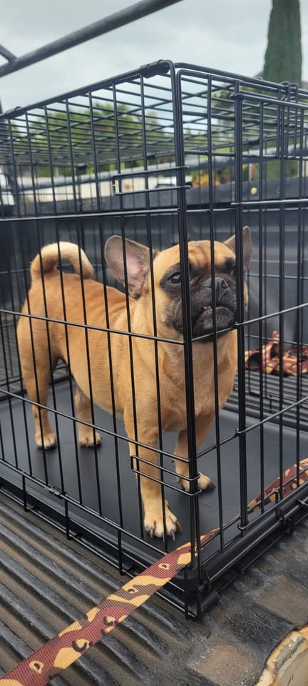 FOUND PET - Humane Society Ewa, Sun Terra South, Ewa, Oahu | Stolen Stuff Hawaii