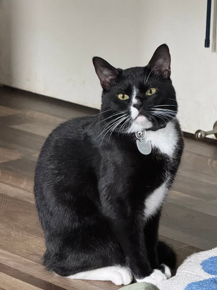 LOST PET - Kalihi, Honolulu, Oahu | Stolen Stuff Hawaii
