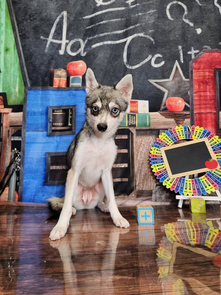 LOST PET - Kapolei Rec Center, Kapolei, Oahu | Stolen Stuff Hawaii