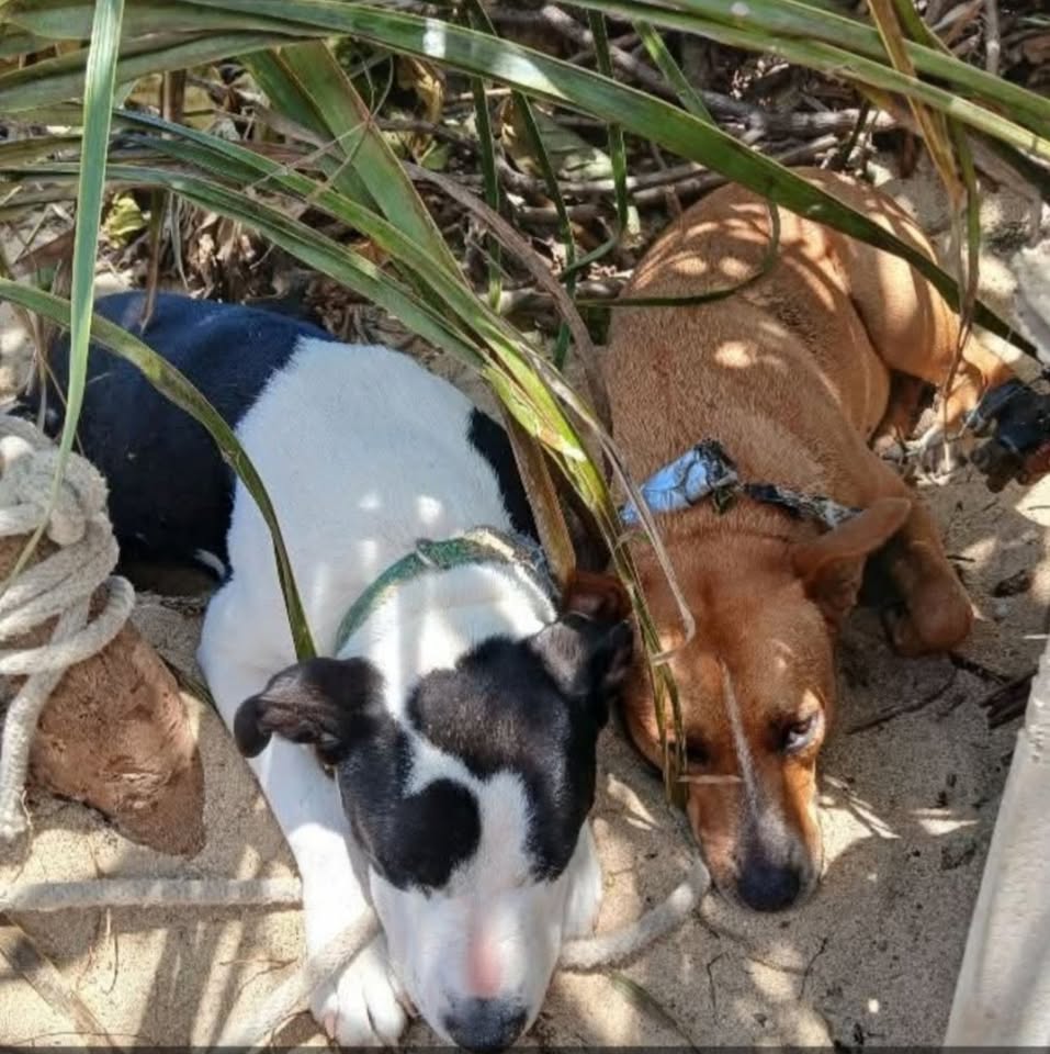 LOST PET - Puna'luu Beach, Hawaii | Stolen Stuff Hawaii