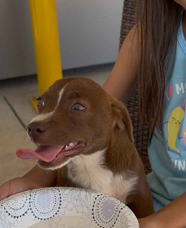 LOST PET - Kipou Street, Waipahu, Oahu | Stolen Stuff Hawaii