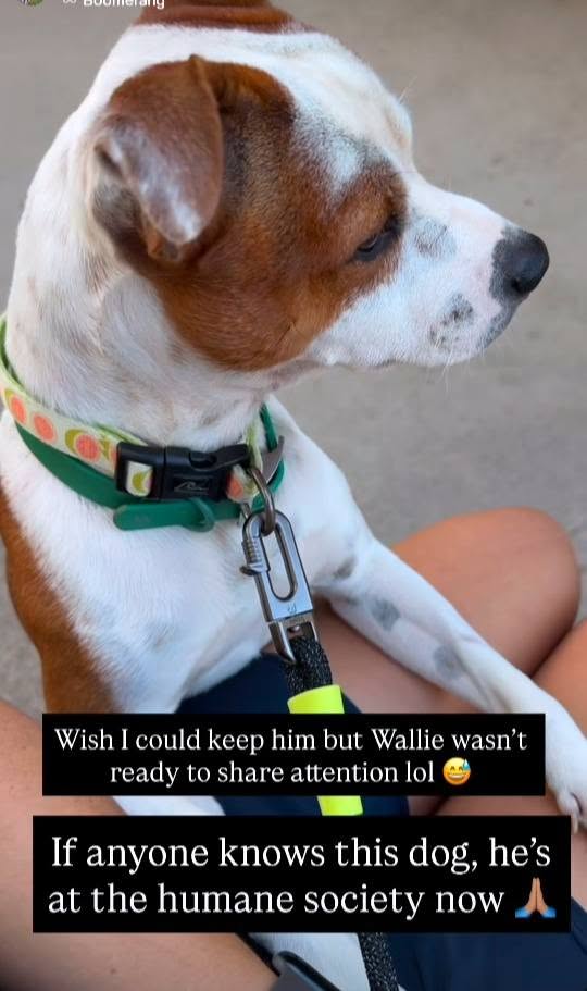 FOUND PET - Palolo, Honolulu, Oahu | Stolen Stuff Hawaii
