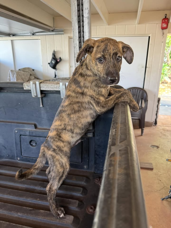 LOST PET - Waipio, Oahu | Stolen Stuff Hawaii