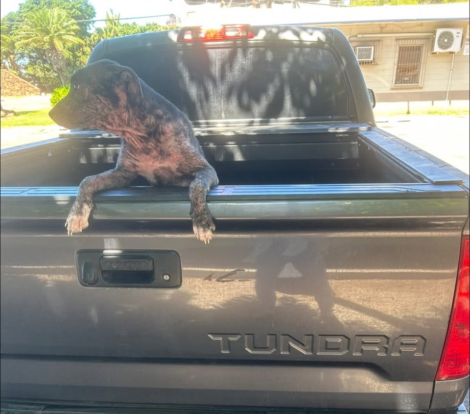 ANIMAL ABUSE - Hawaii | Stolen Stuff Hawaii