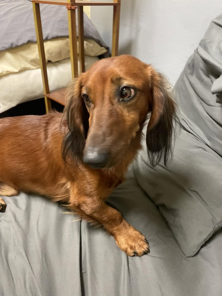 LOST PET - Magic Island, Honolulu, Oahu | Stolen Stuff Hawaii