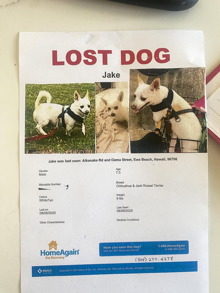 LOST PET - Hawaii | Stolen Stuff Hawaii