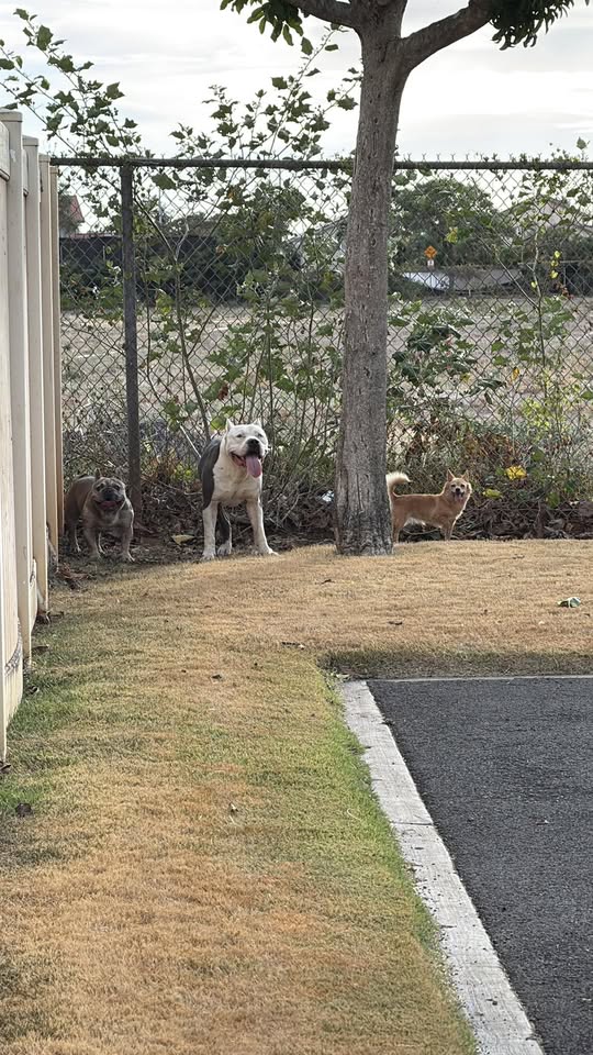 FOUND PET - Hawaii | Stolen Stuff Hawaii