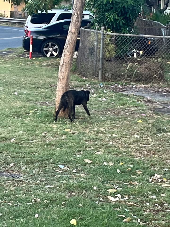 ANIMAL SIGHTING - Waiola and Lokahi St., Honolulu, Oahu | Stolen Stuff Hawaii