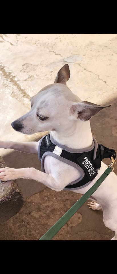 LOST PET - Waianae Valley Road, Waianae | Stolen Stuff Hawaii