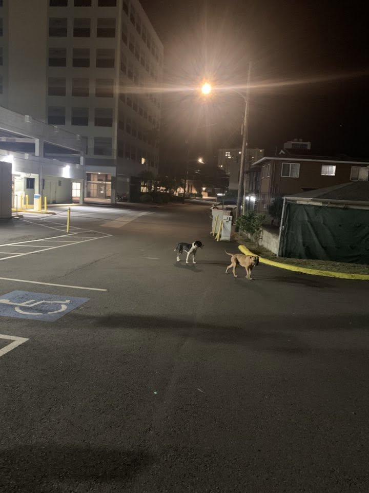 ANIMAL SIGHTING - Liliha Professional Building, Honolulu, Oahu | Stolen Stuff Hawaii