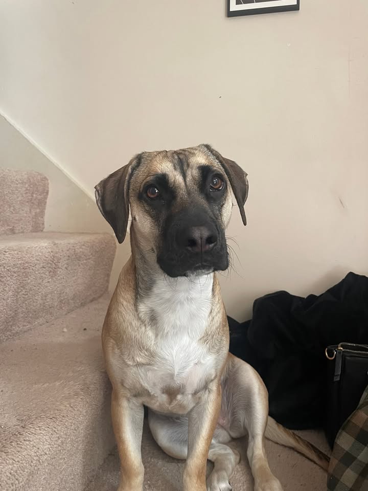 LOST PET - Kapunahala area, Kaneohe, Oahu | Stolen Stuff Hawaii