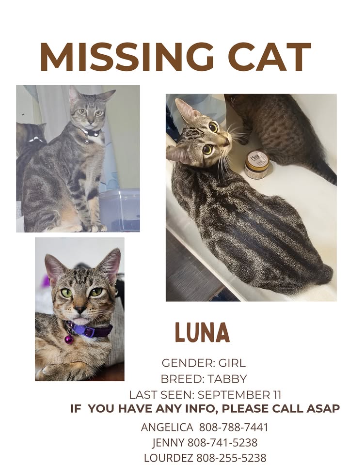 LOST PET - Summer Hill area, Ewa, Oahu | Stolen Stuff Hawaii