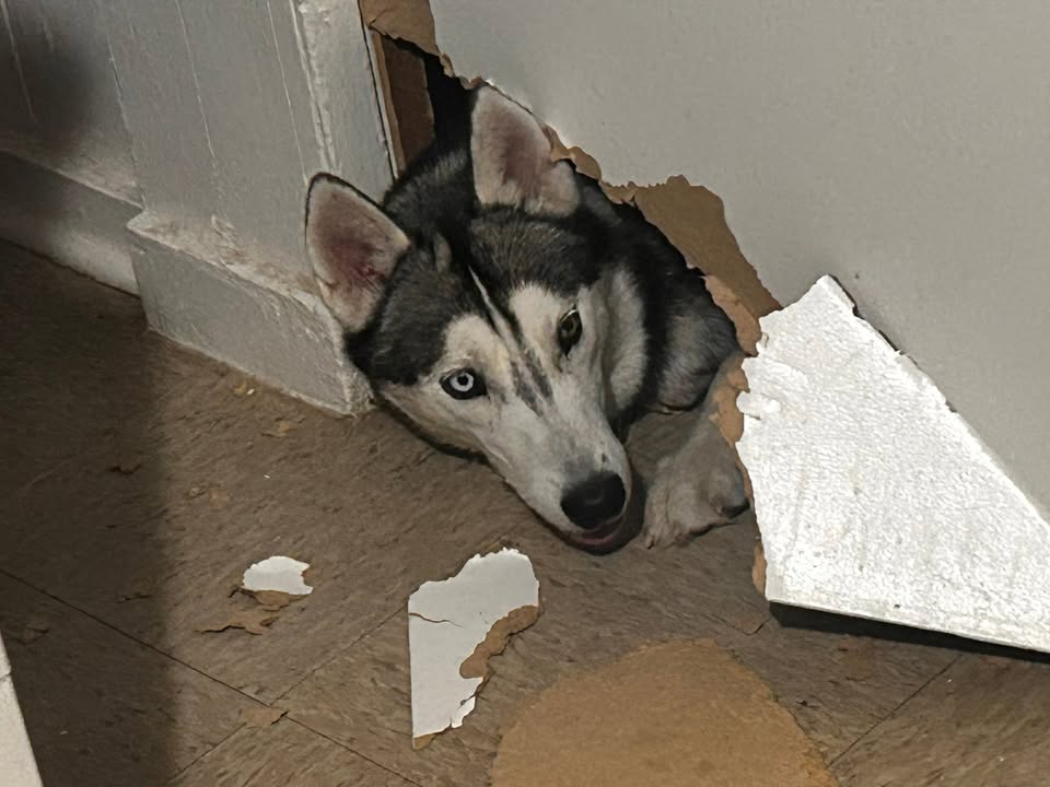 LOST PET - Waianae, Hakimo Road, Oahu | Stolen Stuff Hawaii