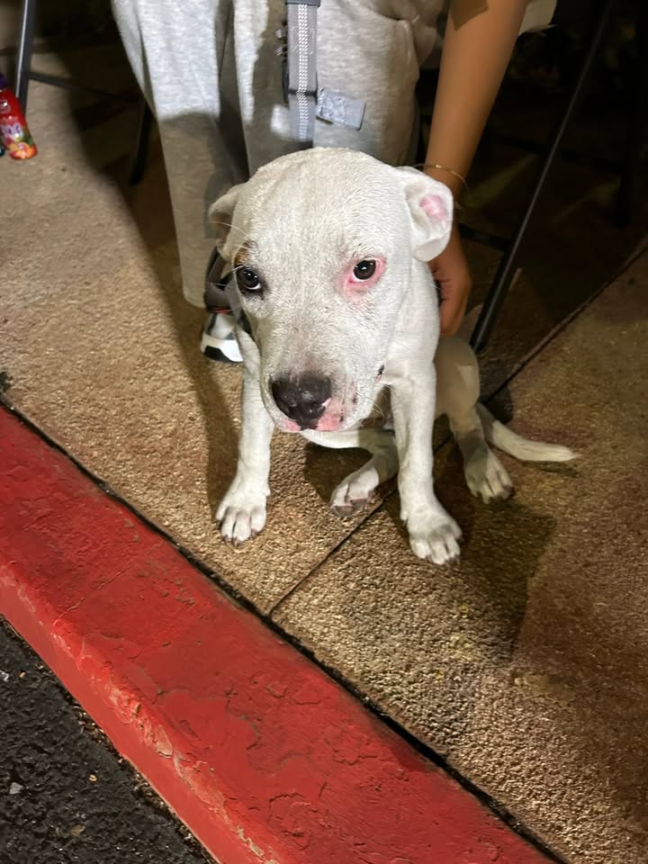 FOUND PET - VCA Pearl City, Pearl City, Oahu | Stolen Stuff Hawaii