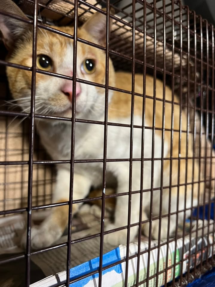 FOUND PET - Sand Island, Honolulu, Oahu | Stolen Stuff Hawaii