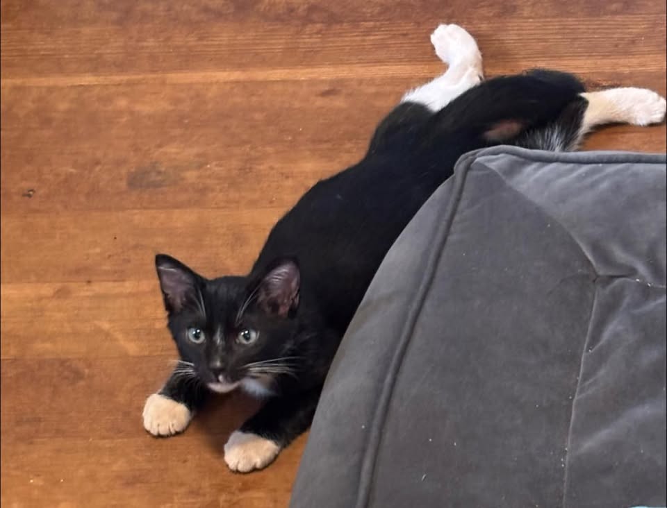 LOST PET - Pearl City Area, Oahu | Stolen Stuff Hawaii