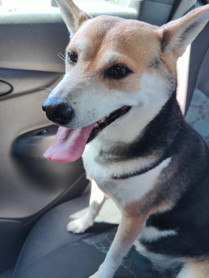 FOUND PET - Magellan Street and Iolani Avenue, Honolulu | Stolen Stuff Hawaii