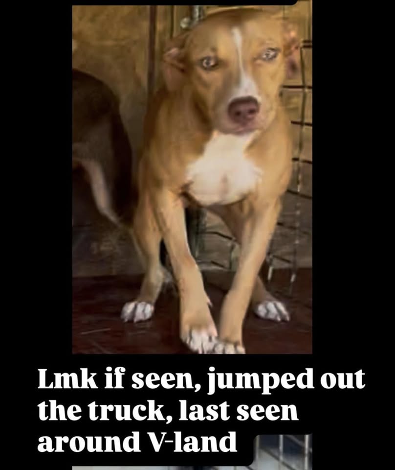 LOST PET - V Land, Oahu | Stolen Stuff Hawaii