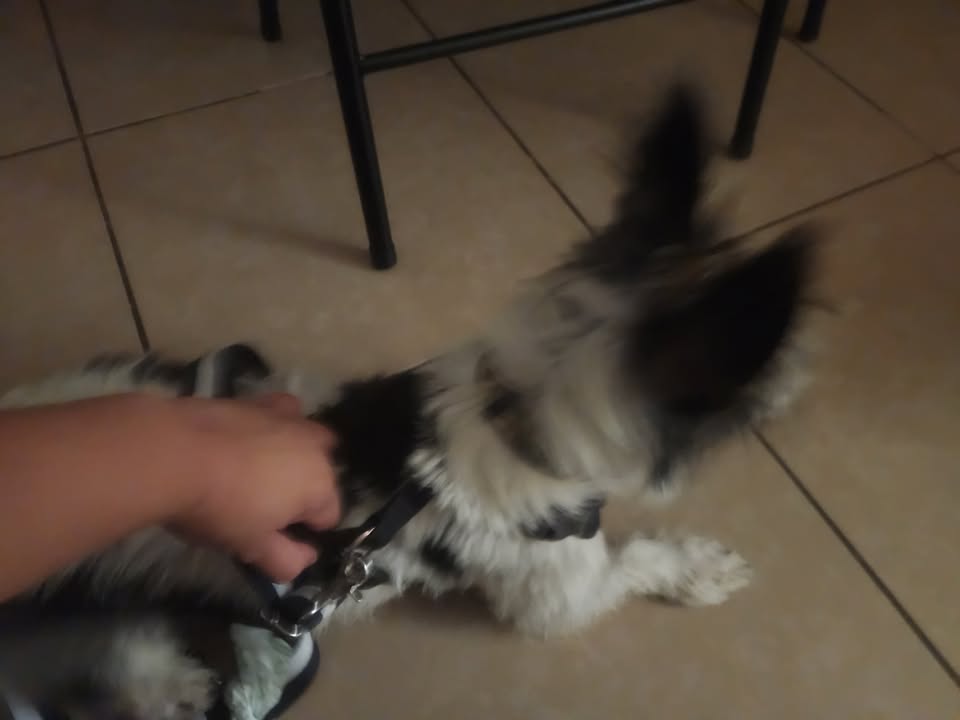 FOUND PET - Hawaii | Stolen Stuff Hawaii