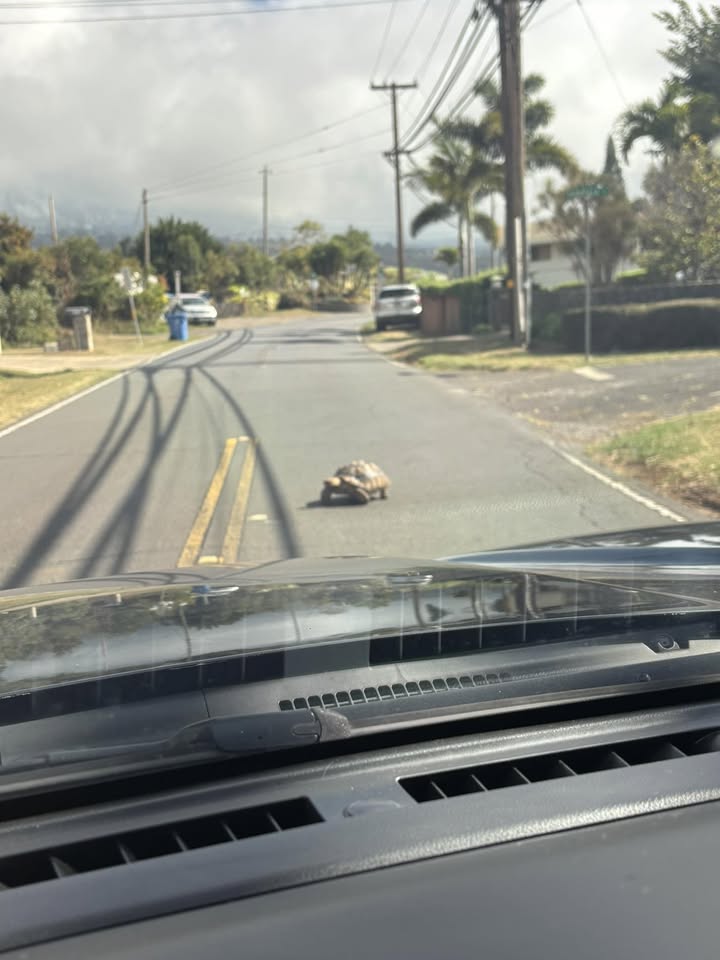 ANIMAL SIGHTING - Lower Kula Road, near Nui's Food Truck, Maui | Stolen Stuff Hawaii