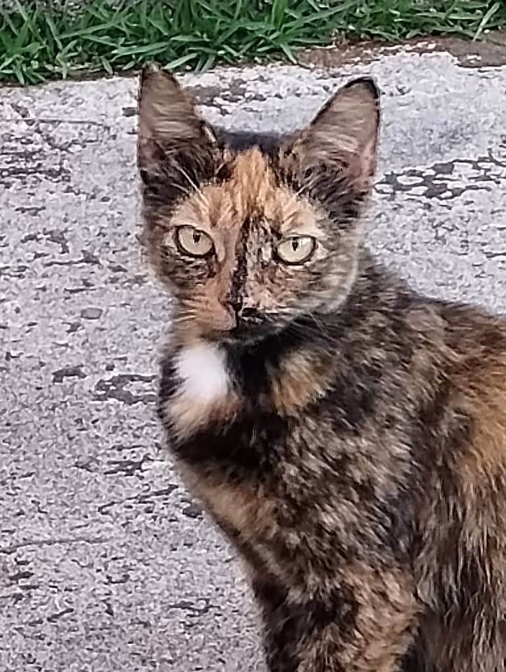 LOST PET - Kalihi Valley, Nihi Street, Honolulu | Stolen Stuff Hawaii