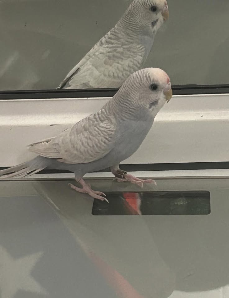 LOST PET - Makiki village | Stolen Stuff Hawaii