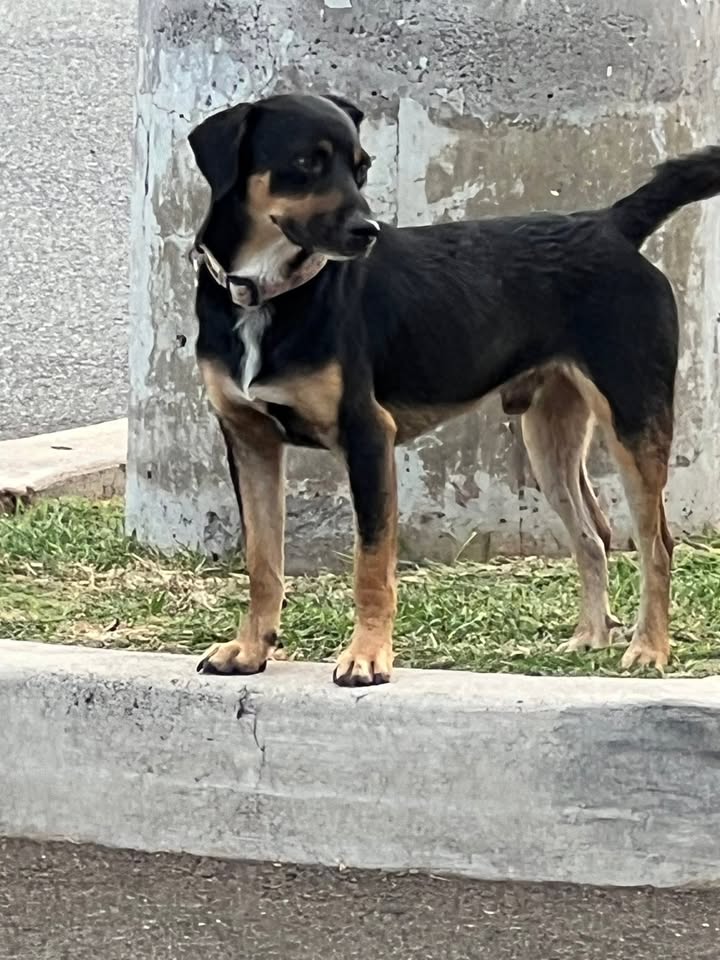 ANIMAL SIGHTING - Costco Kapolei, Kapolei, Oahu | Stolen Stuff Hawaii