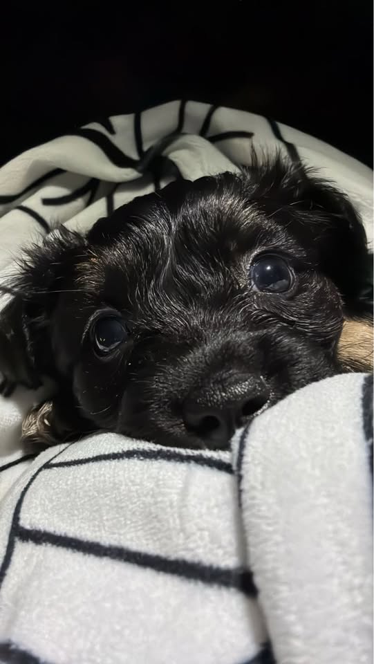 FOUND PET - Hawaii | Stolen Stuff Hawaii