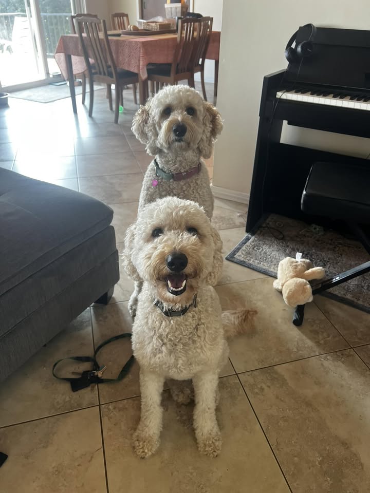 LOST PET - Walmart Petco area, Pearl City, Oahu | Stolen Stuff Hawaii