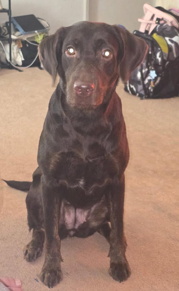 FOUND PET - Kaala Elementary, Wahiawa | Stolen Stuff Hawaii