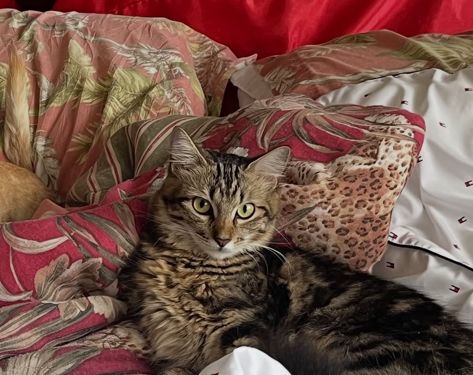 LOST PET - Kahuhipa Street, Kaneohe | Stolen Stuff Hawaii
