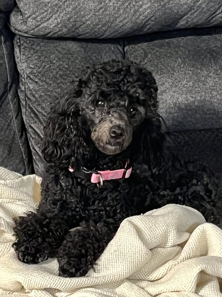 LOST PET - Makakilo, Oahu | Stolen Stuff Hawaii