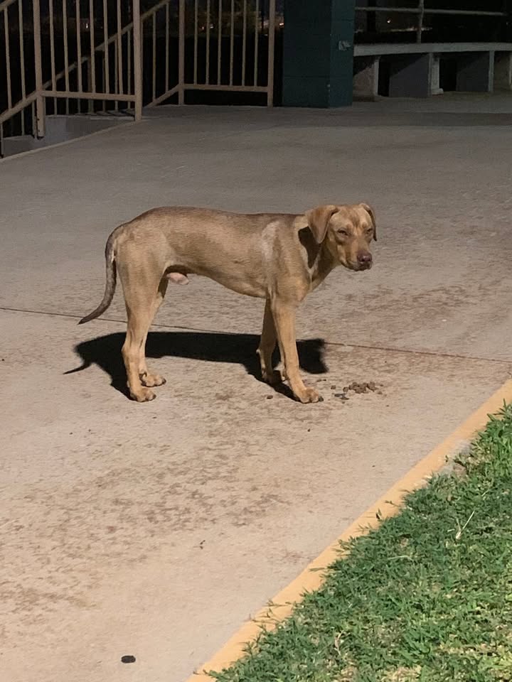 ANIMAL SIGHTING - St Jude Church, Makakilo | Stolen Stuff Hawaii