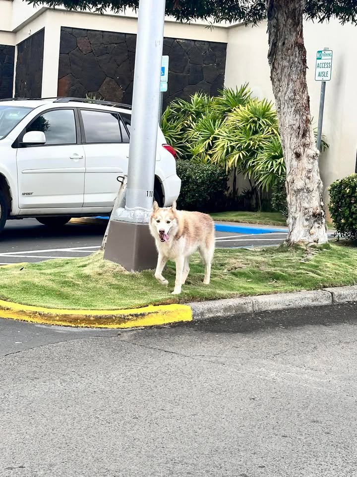 FOUND PET - Pearl City Shopping Center, Pearl City, Oahu | Stolen Stuff Hawaii