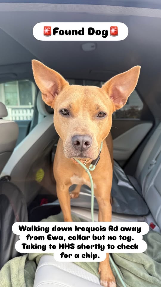 FOUND PET - Iroquois Road, Ewa, Oahu | Stolen Stuff Hawaii